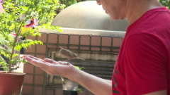 養1年麻雀離家！ 父親節「帶驚喜」回來　飼主曝暖心結局