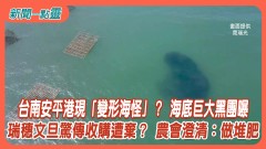 【新聞一點靈】台南安平港現「變形海怪」？ 海底巨大黑團曝　瑞穗文旦驚傳收購遭棄？ 農會澄清：做堆肥