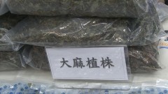 去年查獲上千公斤大麻！ 交叉比對存「施用黑數」