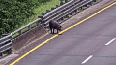 誰家的豬掉了？ 120kg黑豬國道竄　釀2車追撞