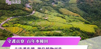 《新聞思想啟》 第138集-Part4 守護貢寮 百年水梯田 古法護生態 瀕危植物再生