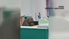 擋不住的「牠」！ 驚見獼猴下山辦公　層層關卡防堵無效用