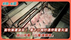 【新聞一點靈】畜牧業遭波及！ 產下小豬秒遇停電憂失溫　岡山停電「台電爆隱匿」