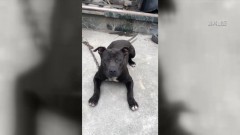 「禁養比特犬」將上路！ 飼主須1年內登記列管