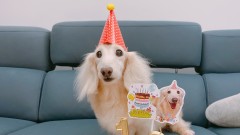 【承璇主播】麻糬13歲生日慶生趴