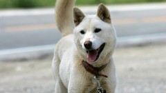 可惡至極！老翁領養幼犬掛保證「不傷害」 ２小時後前飼主崩潰了…