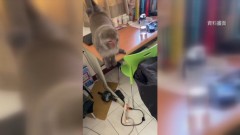 橫行8年！ 麻醉吹箭逮獼猴母女　狼狽落網遣送10公里外山區