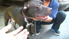 比特犬明年3月起禁飼養！ 違規者罰25萬再沒收