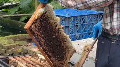 憂「梅雨」亂產量！ 蜂農忙採土蜂蜜「大豐收」