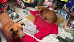 暖心！ 毛孩嘴叼受傷貓咪　街頭飛奔找飼主救貓