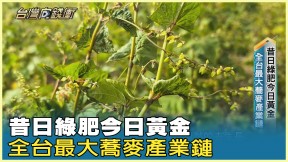 昔日綠肥今日黃金 全台最大蕎麥產業鏈 20250419【台灣向錢衝】Part 3