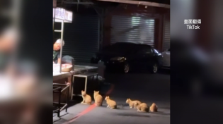 橘貓「深夜食堂」！ 肉攤前排排站等宵夜　超萌身影網暴動